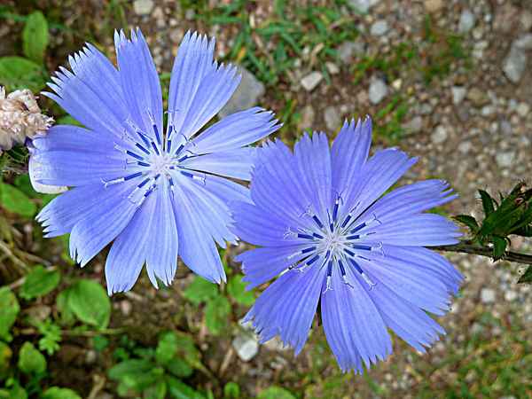 Zartlila Blüten
