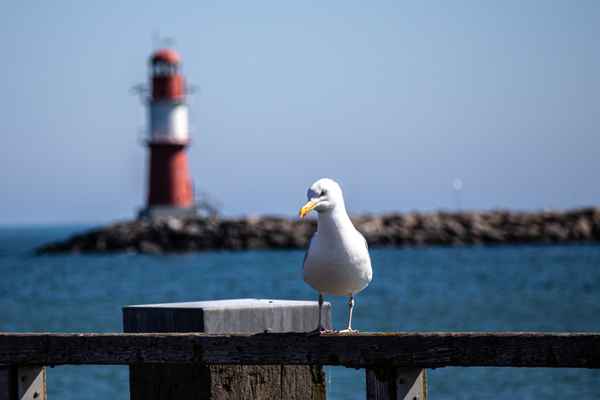 Möwe vor Leuchtturm