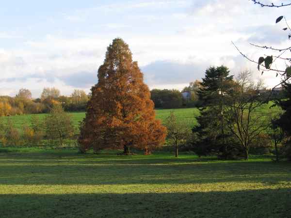 Urwelt-Mammutbaum Metasequoia glyptostroboides