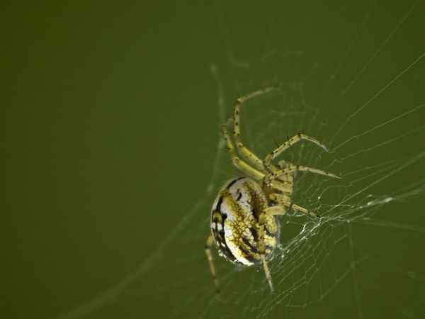 Spinne