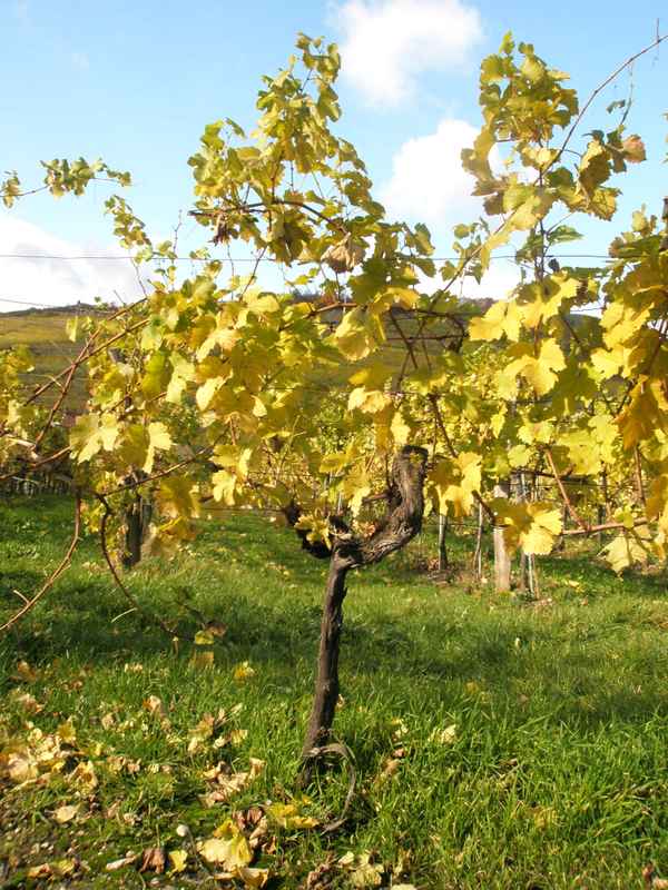 Weinrebe