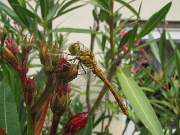 Libelle