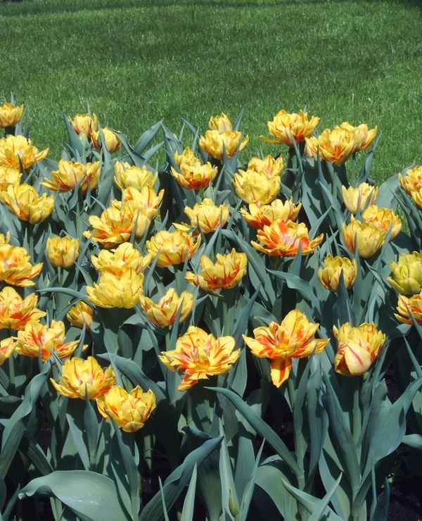 Tulpen auf der Wiese