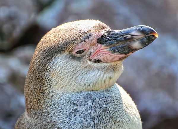 Humboldt-Pinguin