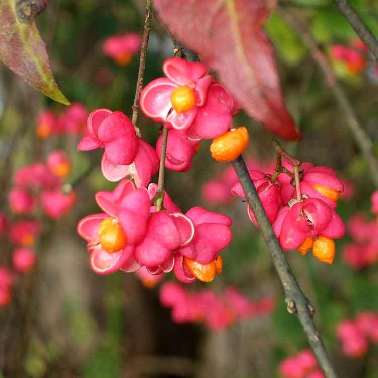 Pfaffenhütchen im Herbst