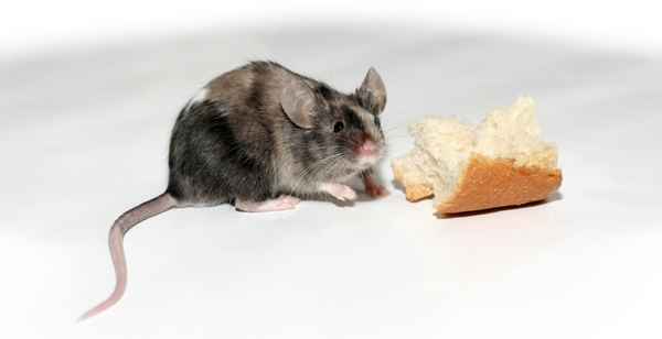 Maus
