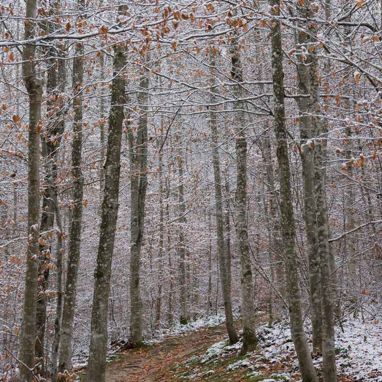 Erster Schnee im Wald