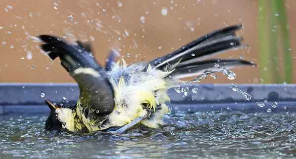 r&uuml;ckenschwimmer