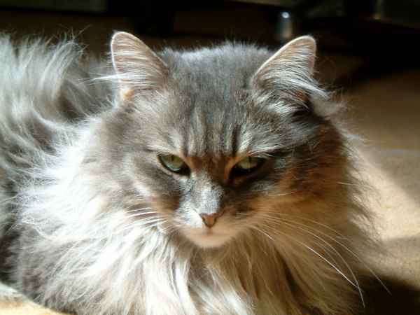 Kann man diesen Augen widerstehen?