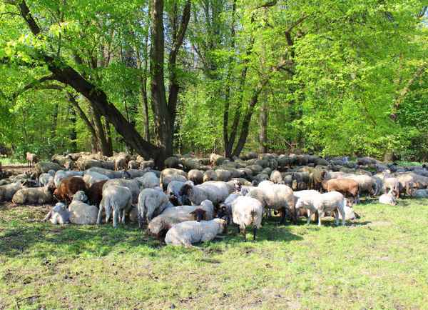 FRIEDLICHE IDYLLE