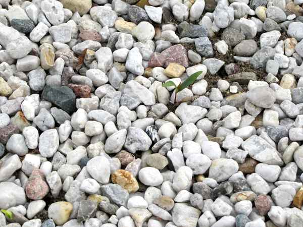 Einsames Pflänzchen