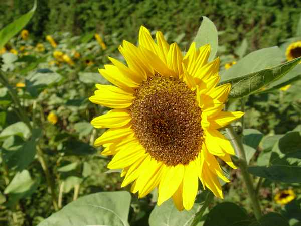 Sonnige Blume