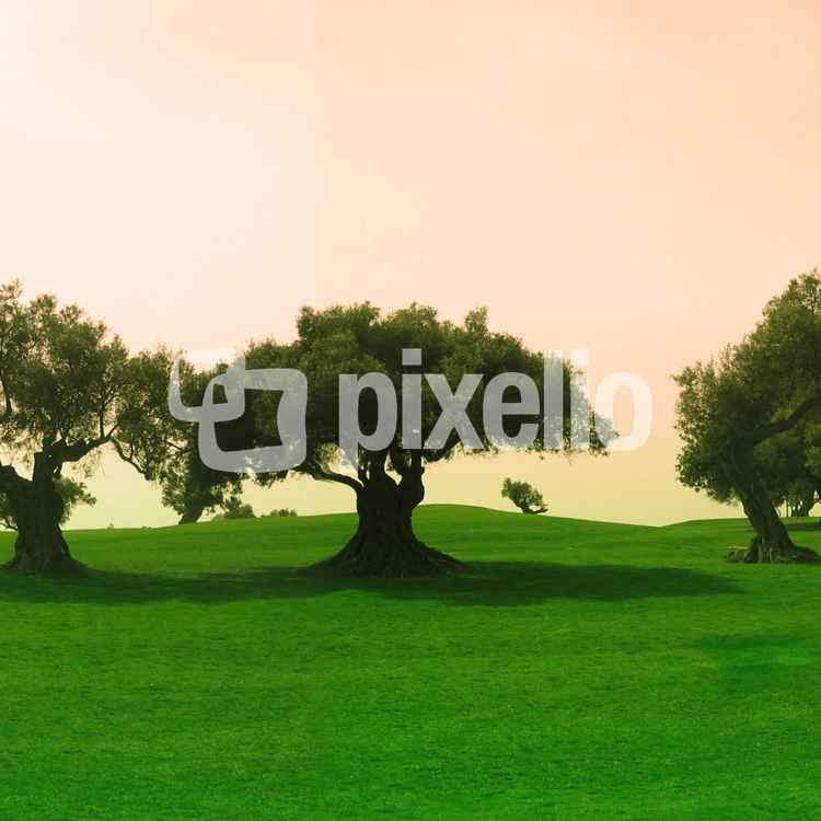 Algarve-Golf mit Olivenbäumen