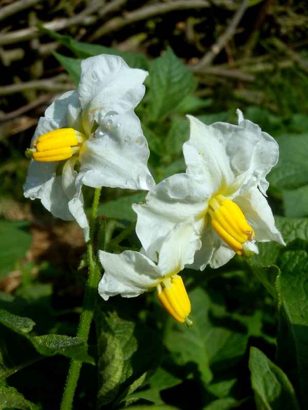 Kartoffelblüten mit Tautropfen
