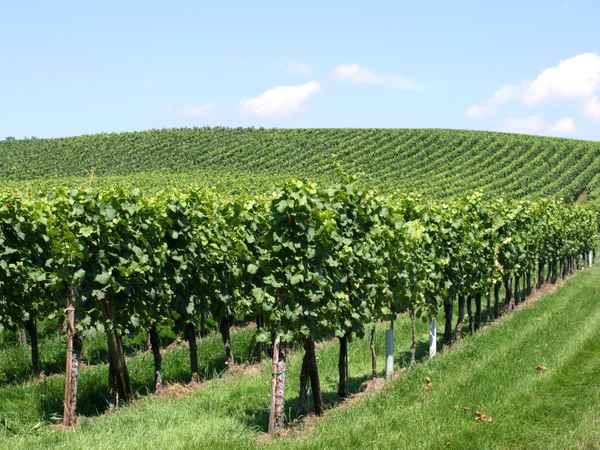 - Weinberge 2 -
