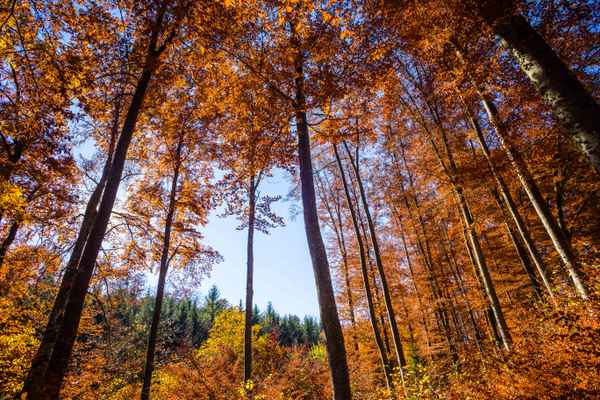 Buchenwald im Herbst 02