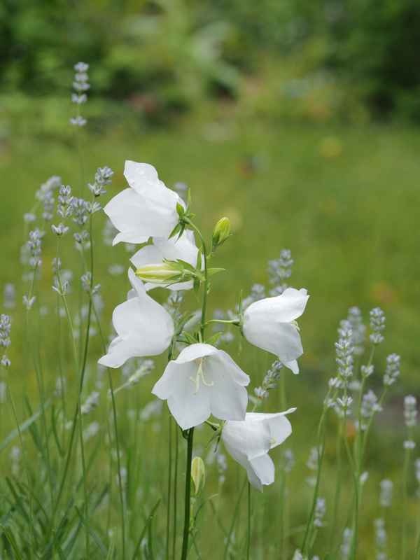 glockenblumen