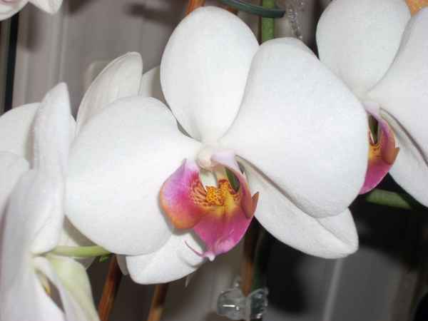 Orchideen-Blüte