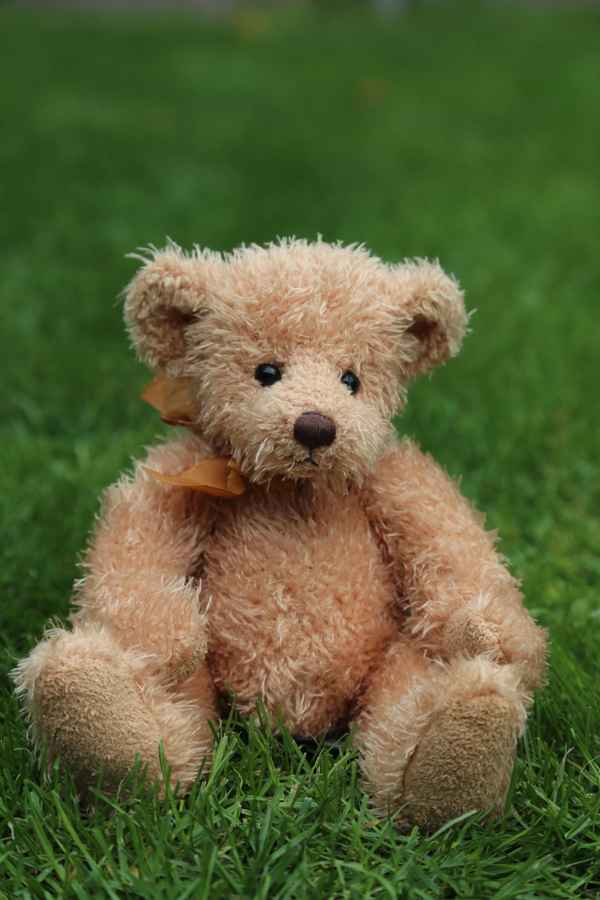 Teddy im Garten