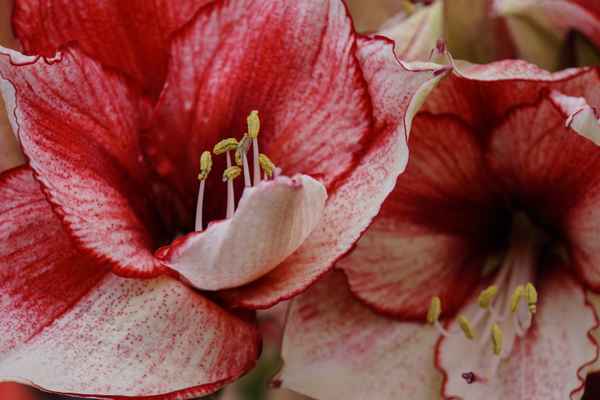 Lilienblüten rot-weiß