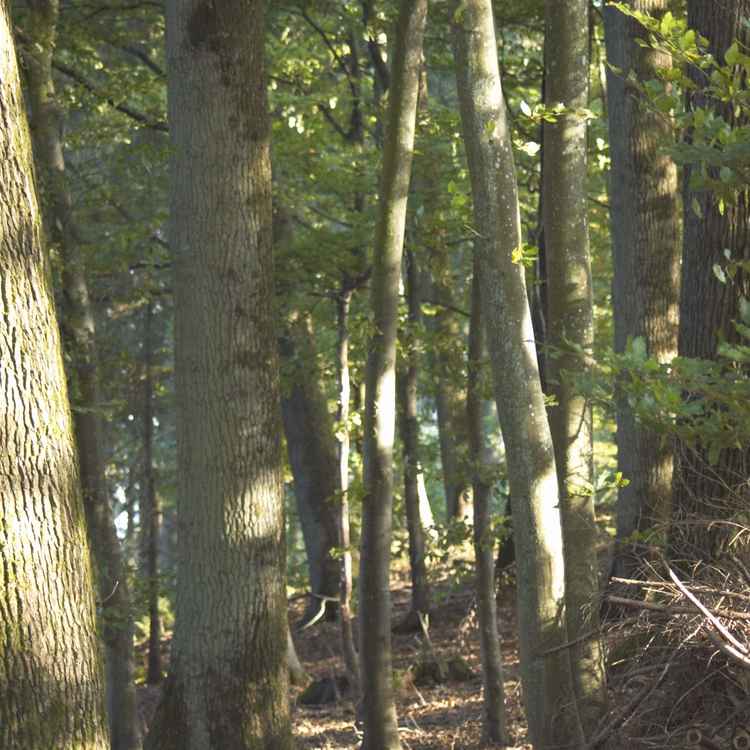 Baumstämme im Herbst
