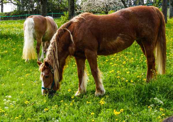 Pferde im Frühling
