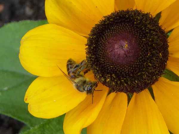 Biene auf Sonnenblume