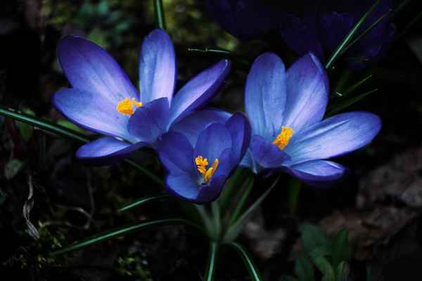 Trio I