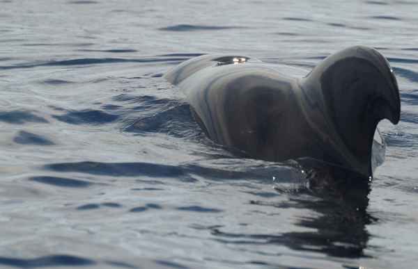 Whale watching