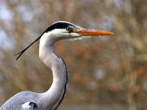 Reiher