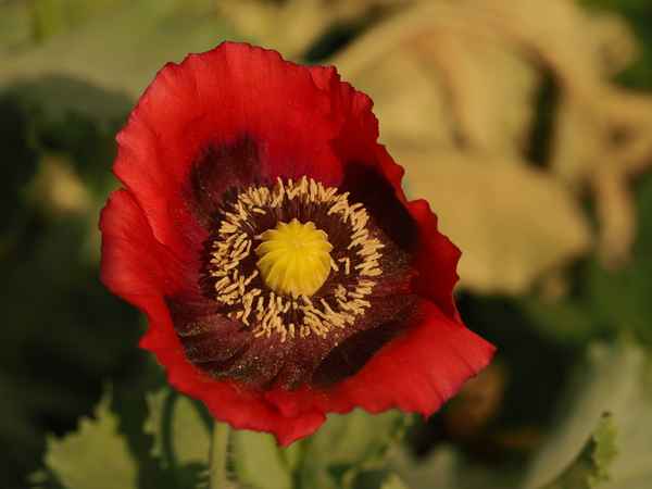 roter mohn 2