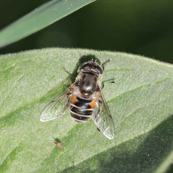 Mittlere Keilfleckschwebfliege