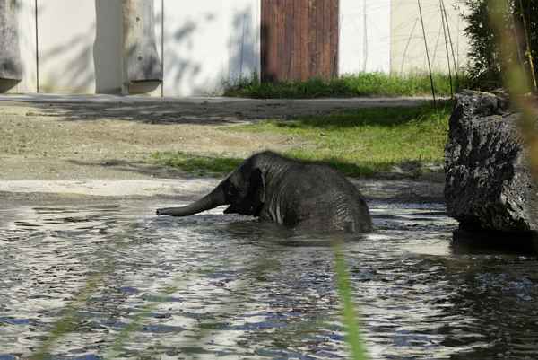 Elefantenbaby beim Baden II
