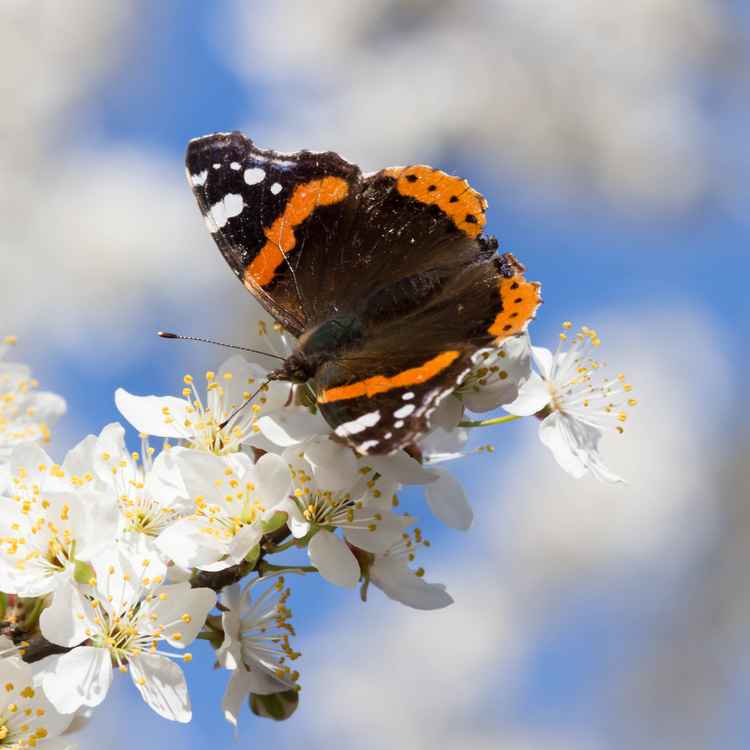 Frühlingsduft liegt in der Luft