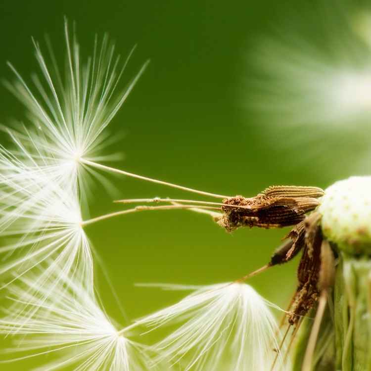 Pusteblume