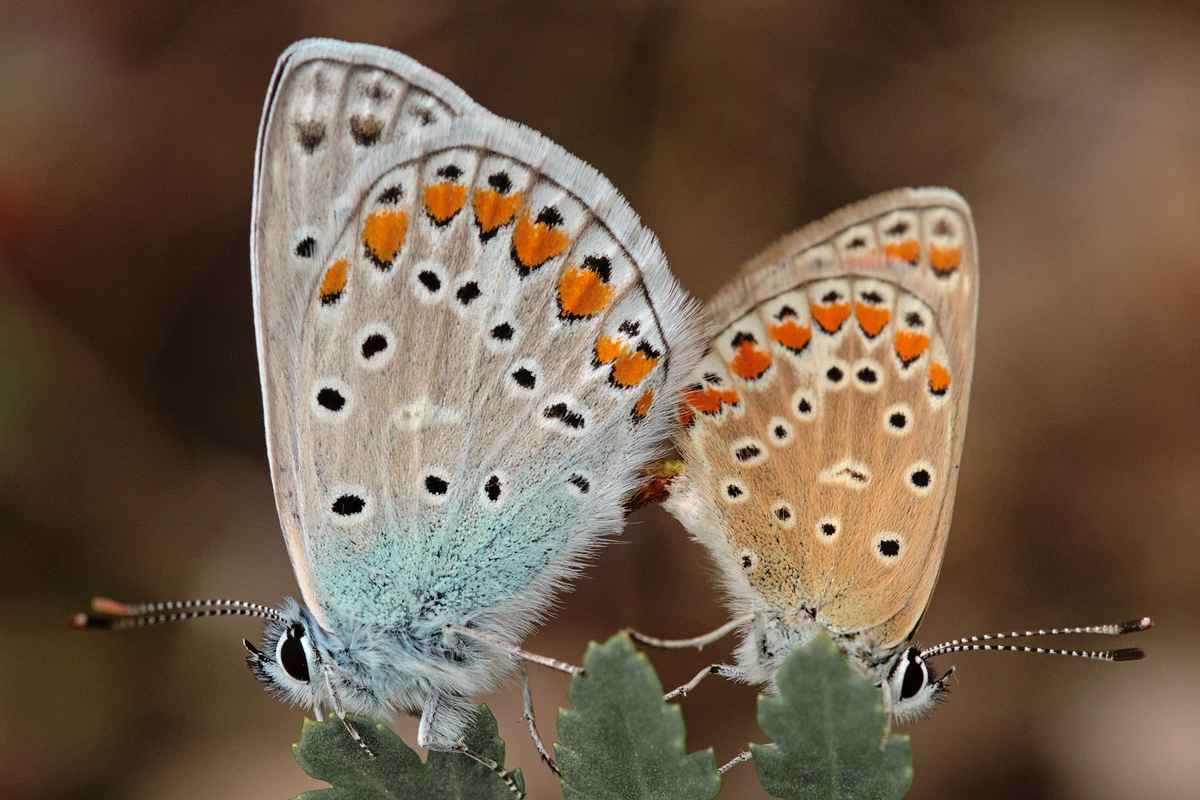 Hauhechel-Bläulinge
