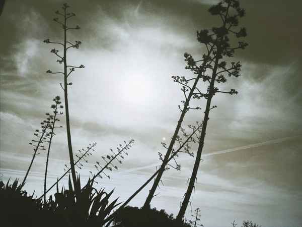 Pflanzen im Gegenlicht in Andalusien, Spanien / Foto: Alexander Hauk