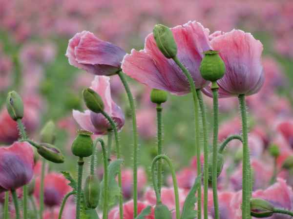 Knospe, Blüte, Kapsel