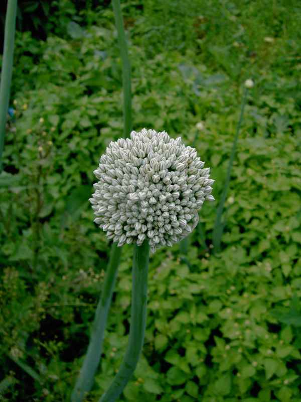 Blumen