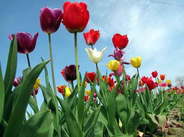 Buntes Tulpenfeld