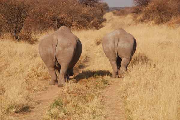 Out of Africa