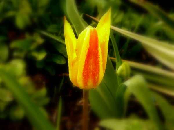 Tulpe 02