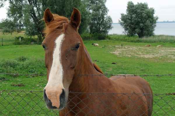 Pferd auf der Koppel
