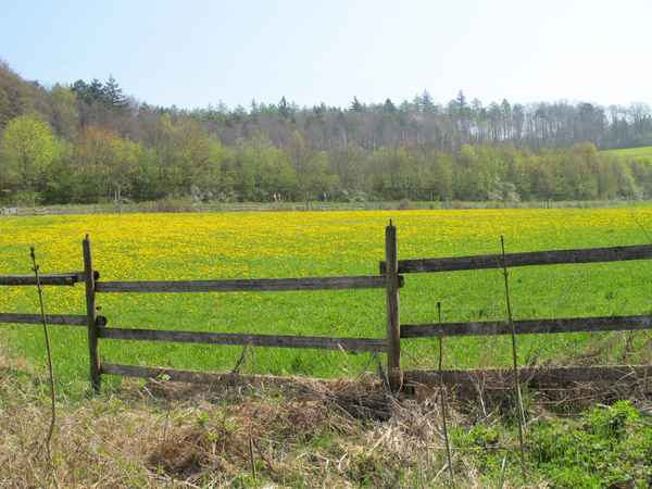 Landschaft in gelb und grün