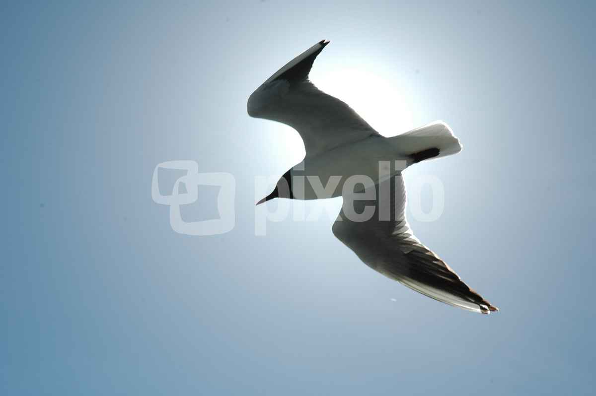 Möve auf Amrum
