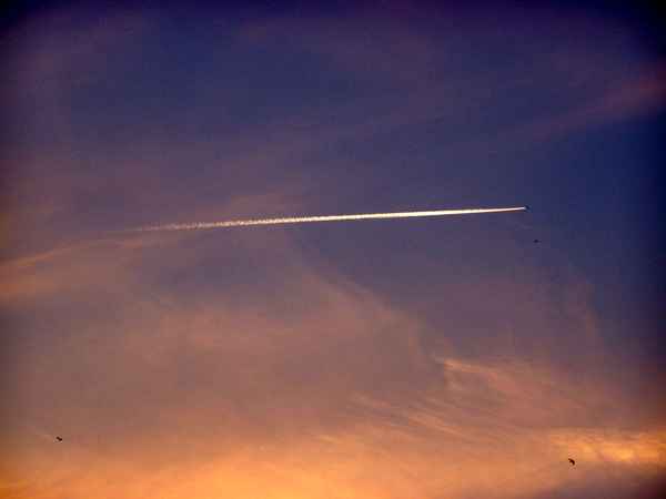 Wettfliegen