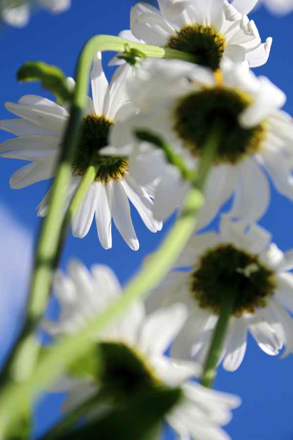 Margeriten gen Himmel