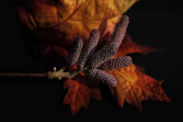 Herbstfarben