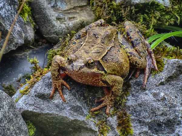 Frosch