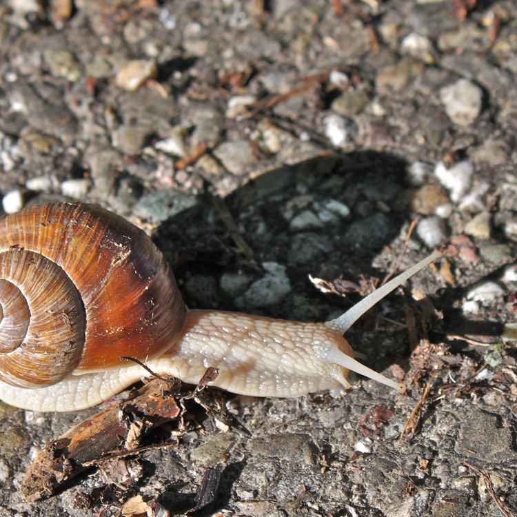 Schnecke 1
